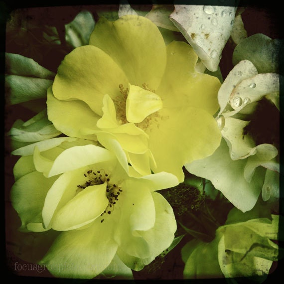 White Yellow Flowers Rose Photograph 5X5 Print by Alecs