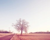 Lone tree road trip 16x24 dreamy large wall photograph by Kerry. Travel.