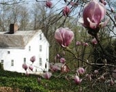 Farmhouse Magnolias Nature Photography, Landscape Photography, 4 x 6 Photo Card plus 2 other size options available