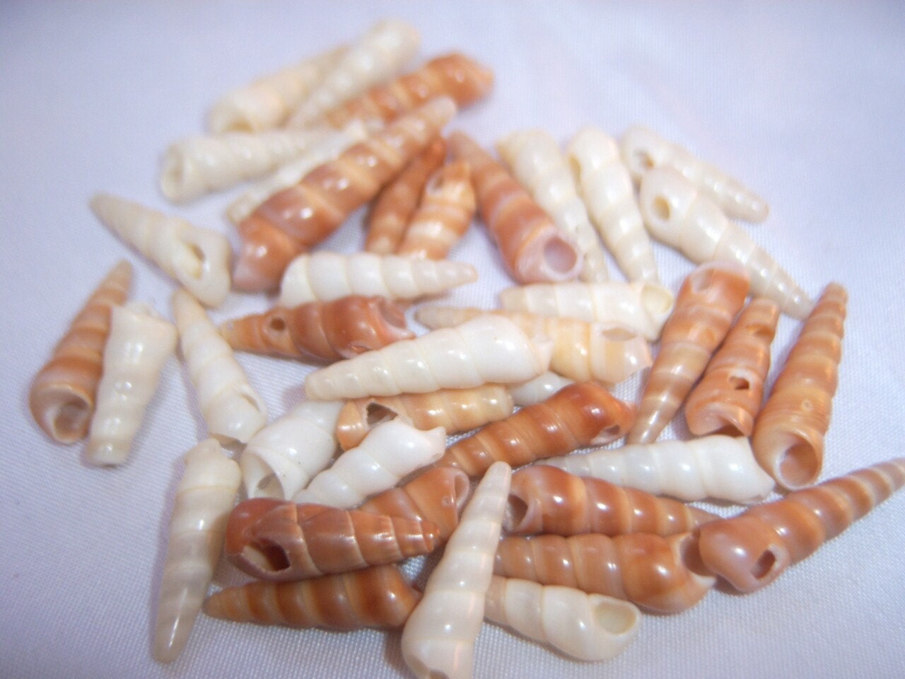 80  Puka Spiral Shell Beads