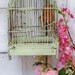 Light green birdcage rusty wire shabby chic home and wedding decor Anita Spero