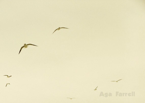 Flock of Birds, Albatross, Summer Afternoon,  Light Asparagus Green, Pale, 8x12, Signed Fine Art Photograph