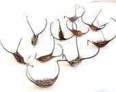 Devils Claws Seed Pods: set of 10 Tiny Devil's Claws - DC0018