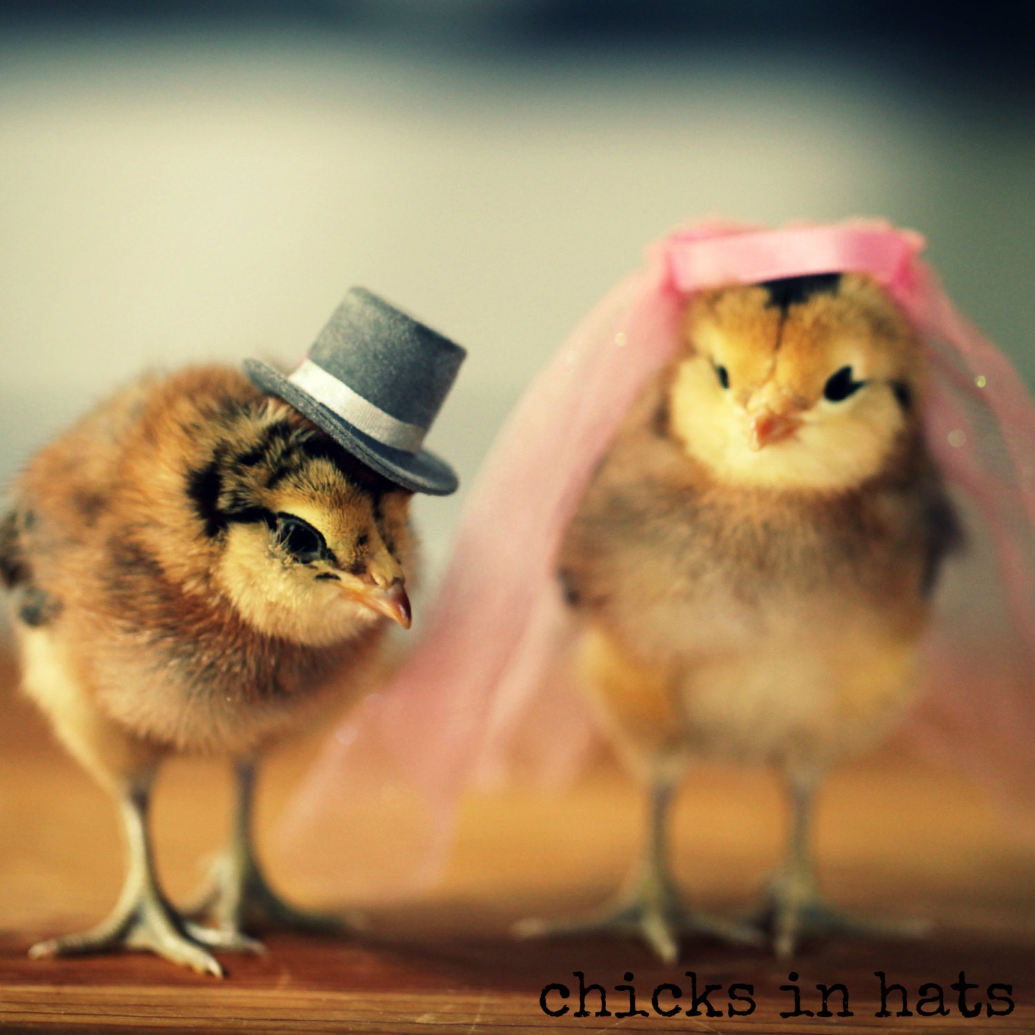 Chicks in Wedding Hat and Veil Refrigerator Magnet