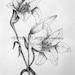 Original pen and ink tiger lily drawing on white paper