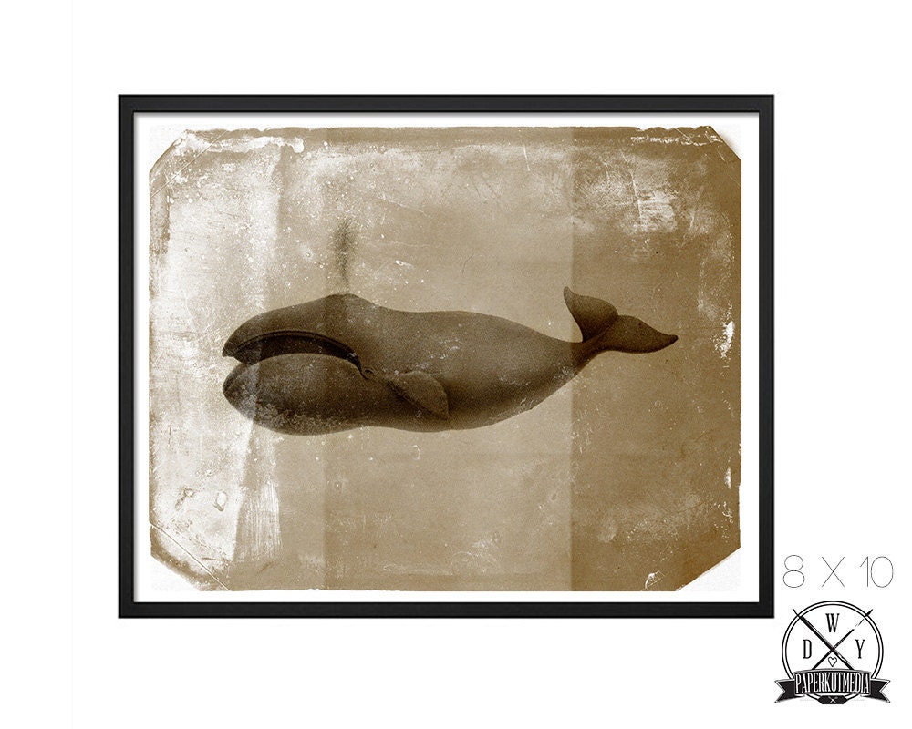 The Bowhead Whale, 8x10 Print, Art Print and Home Decor, Buy 2 Get 1 Free
