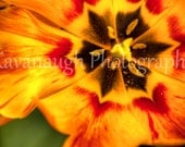 Flower Photograph