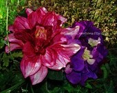 CANVAS PRINT GICLEE  "Buddies "  Fine Art Pink Red Landscape Flowers Digital Painting  Photography Abstract Signed Limited Edition