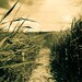 Pathway- Fine Art Photography- Archival paper 8x12