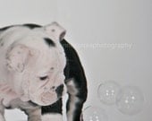 Bulldog, english bulldog, dog, bubbles, animals, pets, fine art photography, home decor, dog lover