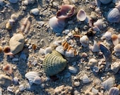 Shells - Honeymoon Island