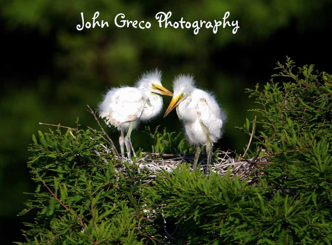 Infants (Egrets)