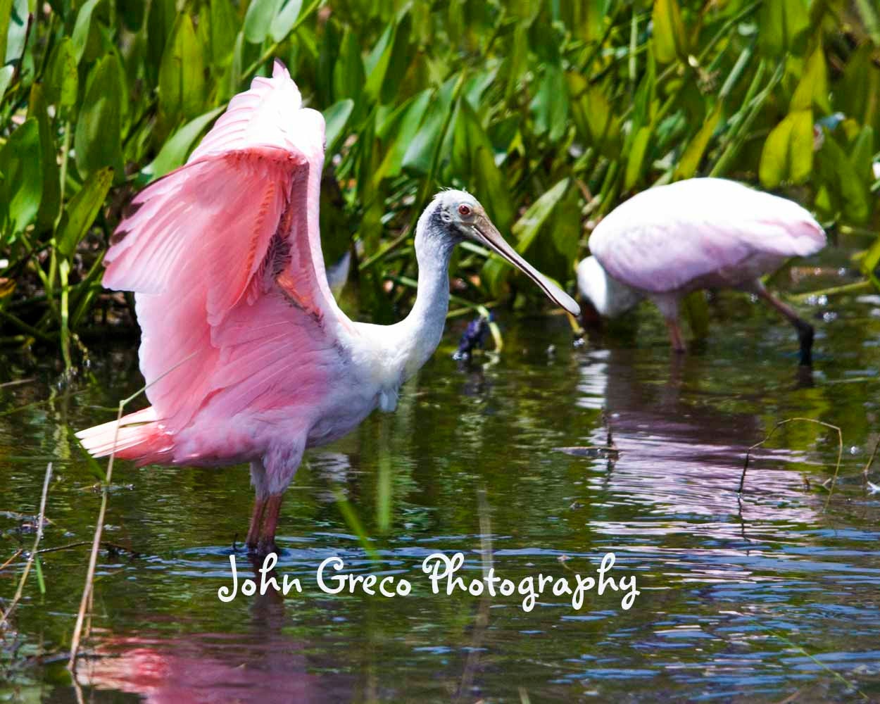 Roseate Spoonbill No.4