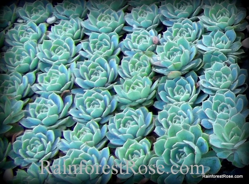 Buy plants wedding gifts - EXCLUSIVE 49 Echeveria plants rosettes rooted Wedding Favors, Rustic Wedding Favor, Mini Cactus Succulent bulk wholesale