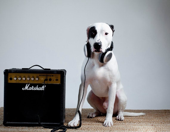 Detroit pit bull, fine art print, dog photography, muted, Marshall speakers, white black, kid's room - lisacervone