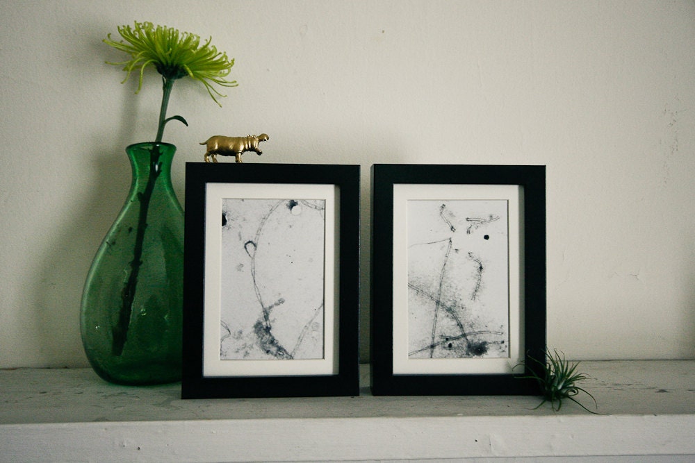 Vintage Science Original Microscope Print - Set of 2 5x7