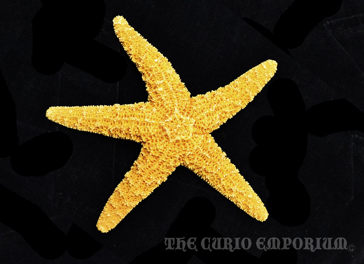 4-6" Dried Sugar Starfish for STEAMPUNK CRAFTING