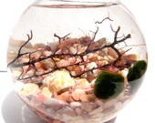 Marimo zen terrarium in teardrop glass terrarium, live japanese marimo moss pets
