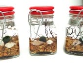 marimo terrarium in retro vintage red canning jars with live japanese marimo moss balls