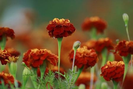 Marigold Sparky, Garden Seeds, Keep Rabbits Out of Your Garden, 50 Seeds