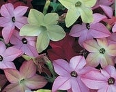 Nicotiana Mix, 50 Seeds, Star Shaped, Flower Garden, Attracts Butterflies