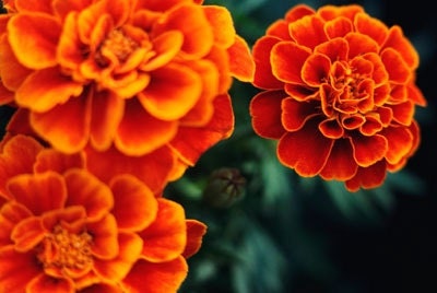 Orange Marigold Flowers, 25 Garden Seeds, Keep Rabbits Out of Your Garden