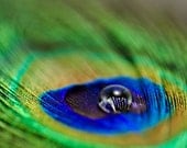 Peacock Feather and Water Drop, 8x10 Fine Art Macro Photography Print, abstract, blue, green, home decor