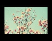 Magical - 16x20 Printed Canvas wrap,  art,  photography,nature, magnolia, blossoms, blooms, home decor, pink, aqua