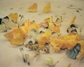 Gathering - 12 x 8 Fine Art Photography Print from 35mm film
