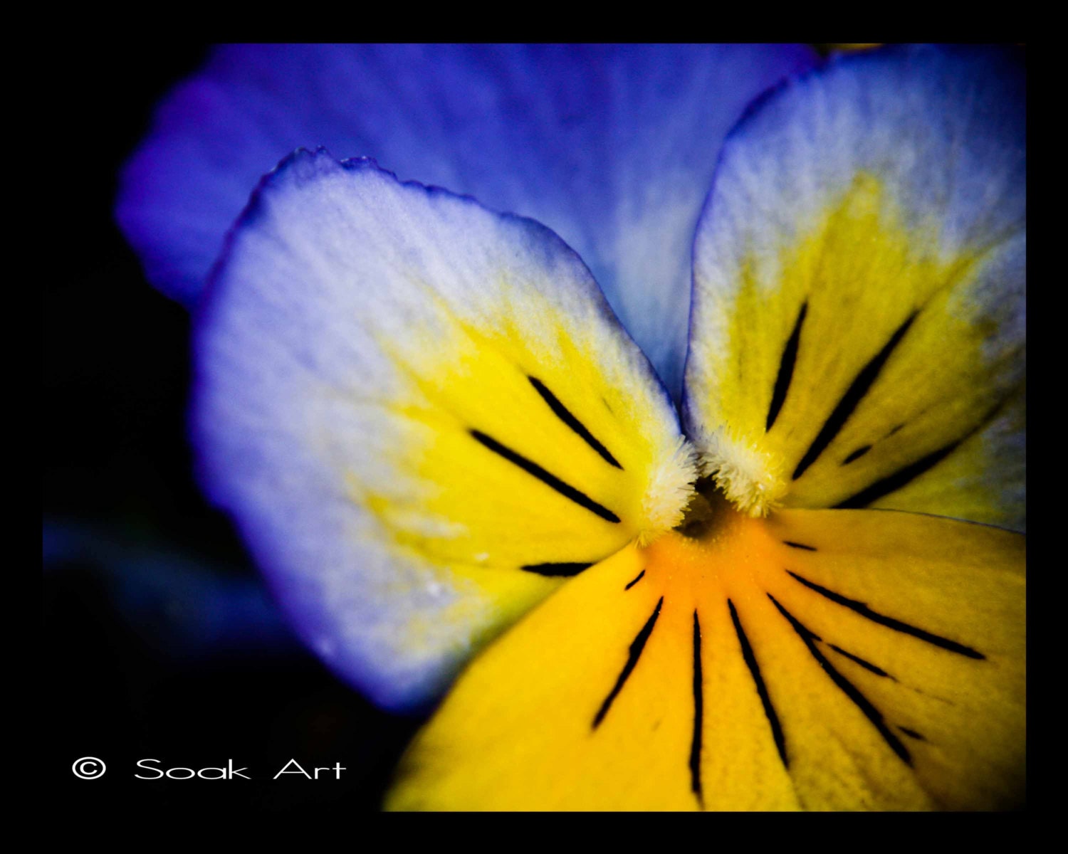 Blue Flower Photo Print, Pansy Close up, Macro Fine Art Print, Blue and Yellow, Monochromatic, 8x10, Still Life, Nature