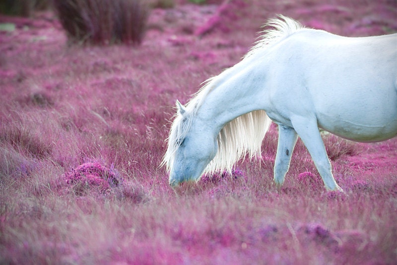 Horse photography, pink horse, fantasy art, nursery decor, 18x12