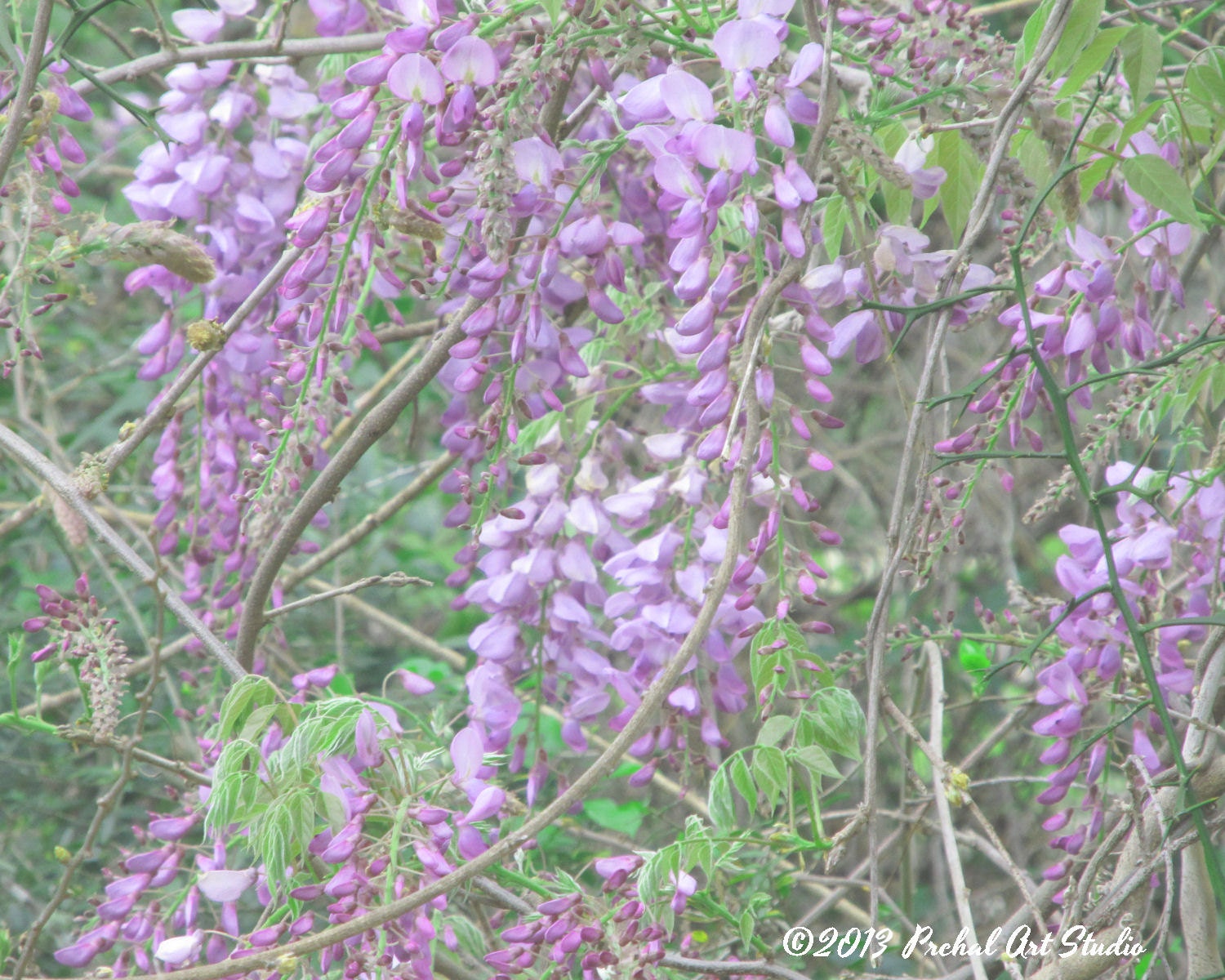 Wisteria Photograph, Nature Photography, Shabby Chic, Cottage Chic, 8x10 Print by Nacene Prchal