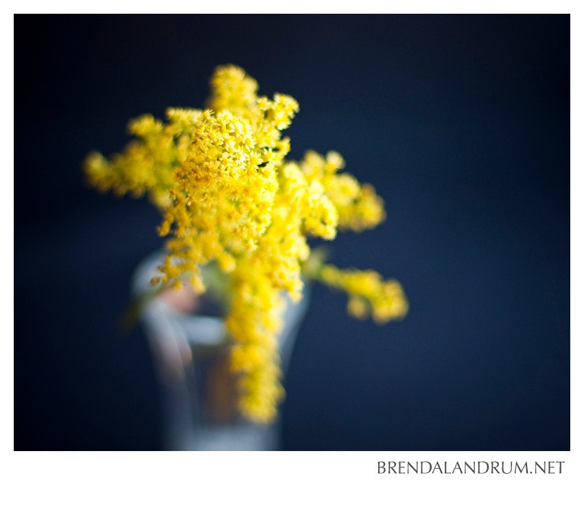 Yellow Bloom in Glass Vase with Navy Background -- Floral Photography, Fine Art, 11x14 Print, Home Decor, Nursery Decor, Yellow & Navy