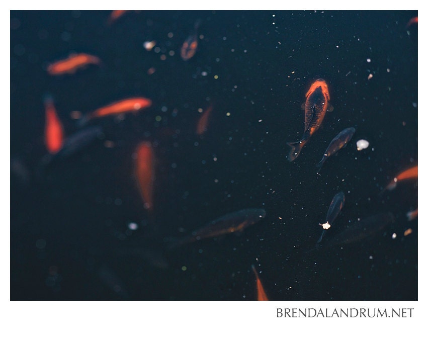 Orange and Black Koi Fish in Black Pool of Water -- Fine Art Print, 5x7 Lustre Print, Home Decor