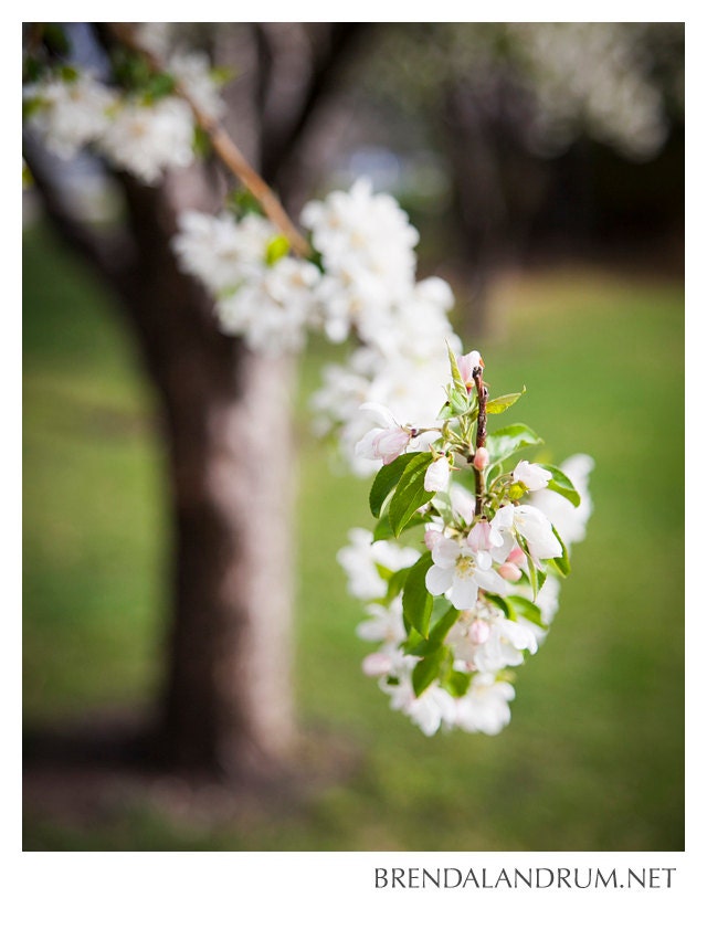 White Blooming Crabapple Bloom -- Fine Art Print, 8x10 Lustre Print, Home Decor, Landscape, Colorado, Spring, Green and White