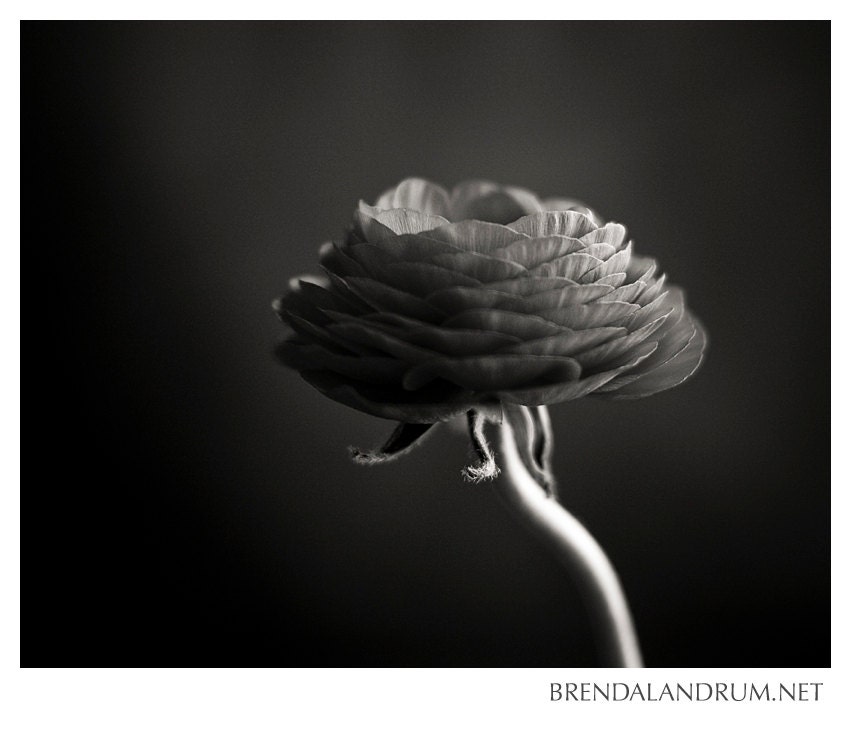 Black and White Floral Bloom -- Floral Photography, Fine Art Print, 8x10 Lustre Print, Home Decor