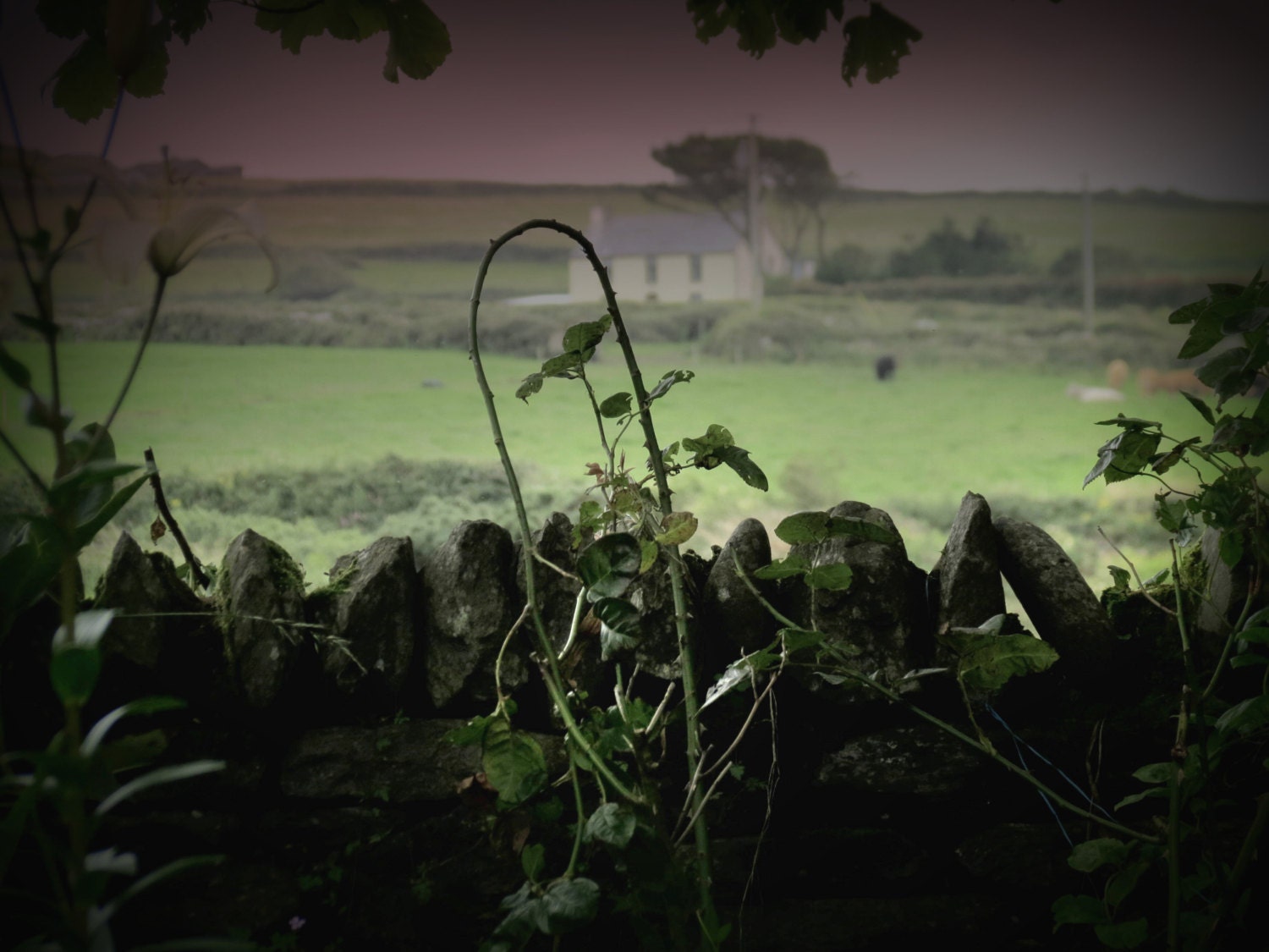 Ballyferriter Stone Wall and Home. County Kerry, Ireland Landscape Photography 8x10"