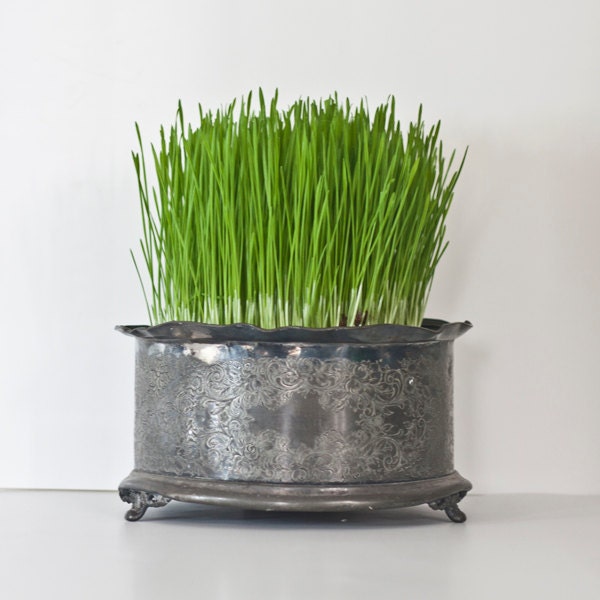 Planter Flower Pot from Victorian Teapot Warmer: Antique Silver Plated 19th Century, Wheat Grass Herb Planter Green Fresh Spring Decor - CozyTraditions
