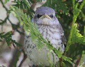 8 x 10 Fine Art Print of a Cute Teenage Mockingbird. Still Depending on Mom for Food and Security