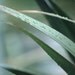 Rain drops, palm tree, green, blue, nature, tropical, photography, wall decor, white cottage photo