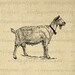 Digital Goat with Bell Image Download Illustration Printable Graphic Antique Clip Art for Transfers Printing etc HQ 300dpi No.3115