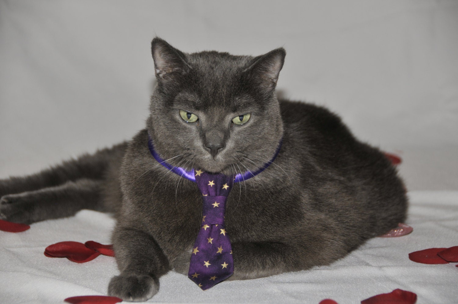 Wizard Neck Tie (purple with gold stars)
