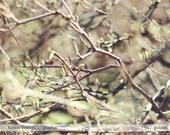 Spring branches photography - nature home decor, Spring photography, Nature Photograph, Tree, Wood, Rustic, Dreen, Brown, 5x7, 8x12
