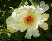 5x7 Fine Art Print of a White Flower