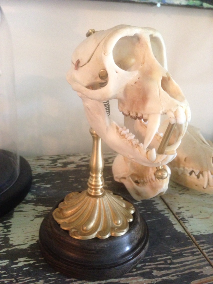 Reserved for kubujone... Bobcat skull with spring jaw dissected skull cap taxidermy oddities