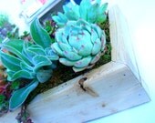 Vertical Succulent Wall Art 11 X 7, Vertical Garden Frame, Vertical Succulent, Succulent Centerpiece, Succulent Garden, Living Wall Art