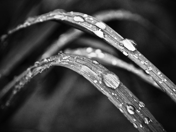 8x10 Black and White. Nature Photography. Blade of Grass Rain water Drop Autumn, fall Macro. Metallic. 8" x 10". fine art photograph.