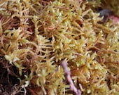 Fairy Garden, Terrarium Living Moss, Terrarium Plants, Miniture Garden Plant, Fairy Garden Moss, Montana Moss