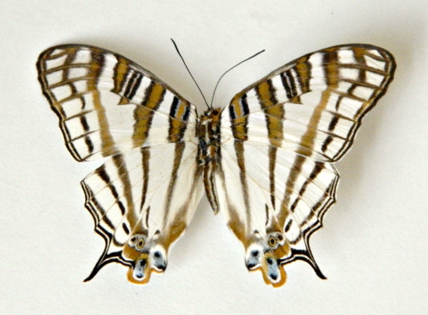 Butterfly, Real Dried Butterfly Specimen, Décor or Terrarium Accent