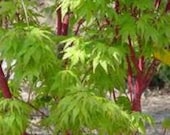 Sango Kaku coral bark upright Japanese maple tree ( 1 year graft ) 12-18" Tall